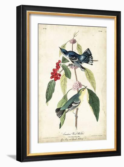 Cerulean Wood Warbler-John James Audubon-Framed Art Print