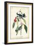 Cerulean Wood Warbler-John James Audubon-Framed Art Print