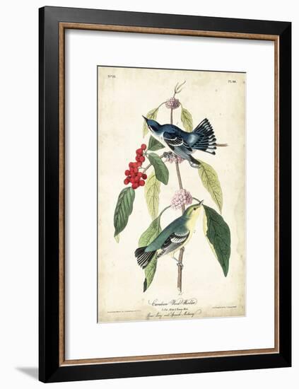 Cerulean Wood Warbler-John James Audubon-Framed Art Print