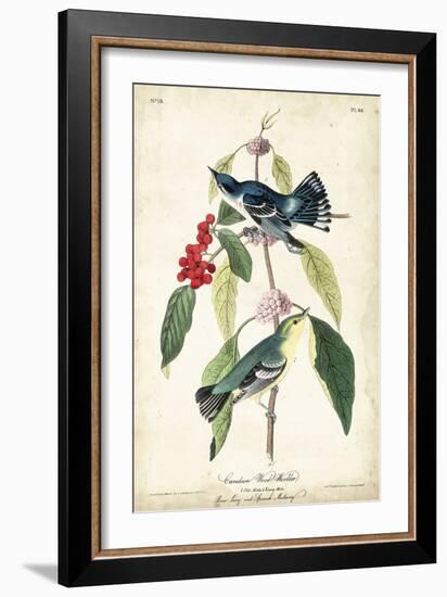 Cerulean Wood Warbler-John James Audubon-Framed Art Print