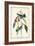 Cerulean Wood Warbler-John James Audubon-Framed Premium Giclee Print