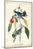 Cerulean Wood Warbler-John James Audubon-Mounted Premium Giclee Print