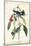 Cerulean Wood Warbler-John James Audubon-Mounted Premium Giclee Print