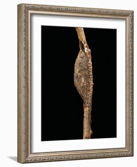 Cerura Vinula (Puss Moth) - Cocoon-Paul Starosta-Framed Photographic Print