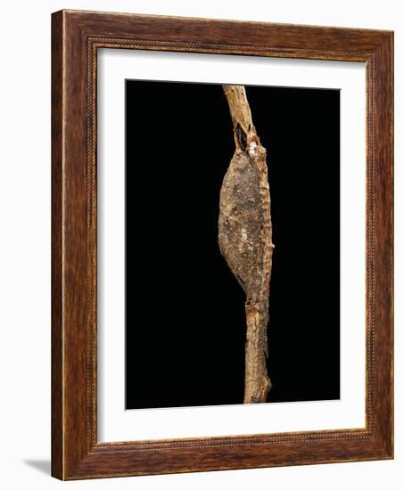 Cerura Vinula (Puss Moth) - Cocoon-Paul Starosta-Framed Photographic Print