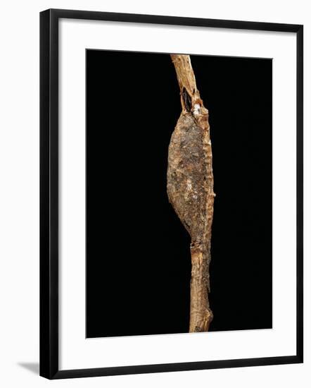 Cerura Vinula (Puss Moth) - Cocoon-Paul Starosta-Framed Photographic Print