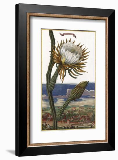 Cerus-Johann Christoph Volkamer-Framed Art Print