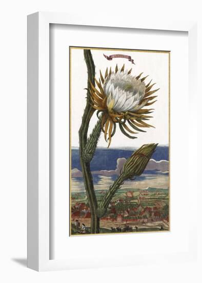 Cerus-Johann Christoph Volkamer-Framed Art Print