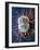 Cervical Cancer Cells Dividing-Steve Gschmeissner-Framed Photographic Print