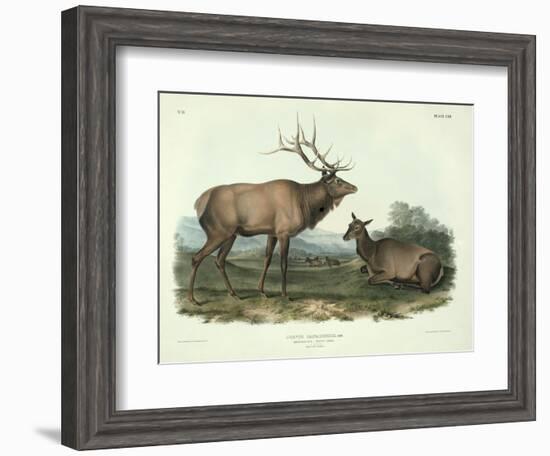 Cervus Canadensis (American Elk, Wapiti Deer), Plate 62 from 'Quadrupeds of North America',…-John James Audubon-Framed Giclee Print