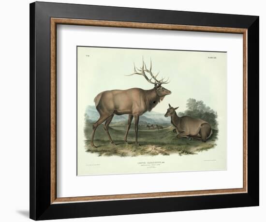 Cervus Canadensis (American Elk, Wapiti Deer), Plate 62 from 'Quadrupeds of North America',…-John James Audubon-Framed Giclee Print