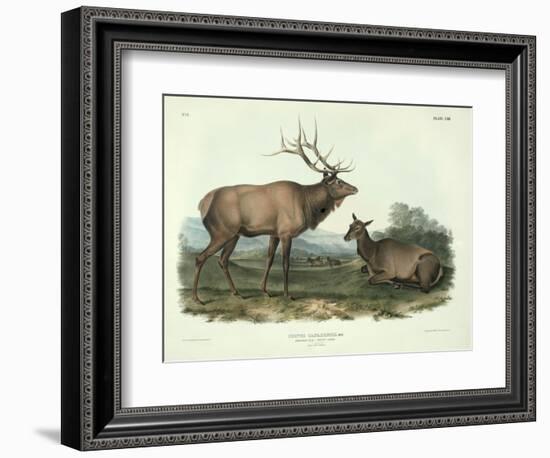 Cervus Canadensis (American Elk, Wapiti Deer), Plate 62 from 'Quadrupeds of North America',…-John James Audubon-Framed Giclee Print