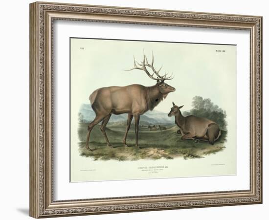 Cervus Canadensis (American Elk, Wapiti Deer), Plate 62 from 'Quadrupeds of North America',…-John James Audubon-Framed Giclee Print