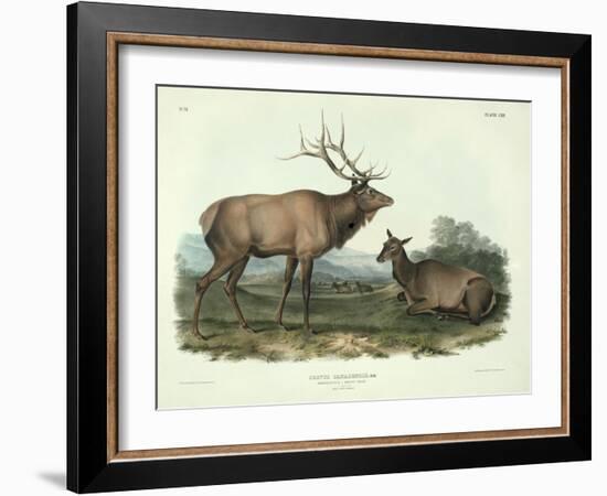 Cervus Canadensis (American Elk, Wapiti Deer), Plate 62 from 'Quadrupeds of North America',…-John James Audubon-Framed Giclee Print