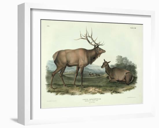 Cervus Canadensis (American Elk, Wapiti Deer), Plate 62 from 'Quadrupeds of North America',…-John James Audubon-Framed Giclee Print