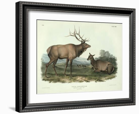 Cervus Canadensis (American Elk, Wapiti Deer), Plate 62 from 'Quadrupeds of North America',…-John James Audubon-Framed Giclee Print