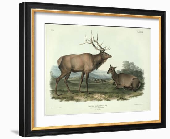 Cervus Canadensis (American Elk, Wapiti Deer), Plate 62 from 'Quadrupeds of North America',…-John James Audubon-Framed Giclee Print