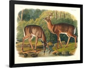Cervus Virginianus (Common or Virginian Deer), Plate 136 from 'Quadrupeds of North America',…-John Woodhouse Audubon-Framed Giclee Print