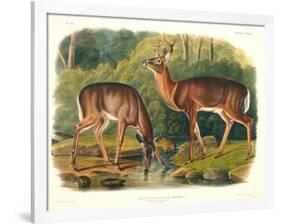 Cervus Virginianus (Common or Virginian Deer), Plate 136 from 'Quadrupeds of North America',…-John Woodhouse Audubon-Framed Giclee Print