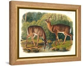 Cervus Virginianus (Common or Virginian Deer), Plate 136 from 'Quadrupeds of North America',…-John Woodhouse Audubon-Framed Premier Image Canvas