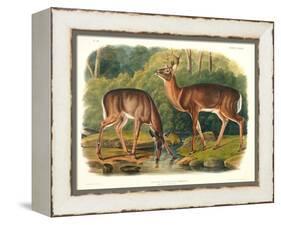 Cervus Virginianus (Common or Virginian Deer), Plate 136 from 'Quadrupeds of North America',…-John Woodhouse Audubon-Framed Premier Image Canvas