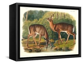Cervus Virginianus (Common or Virginian Deer), Plate 136 from 'Quadrupeds of North America',…-John Woodhouse Audubon-Framed Premier Image Canvas