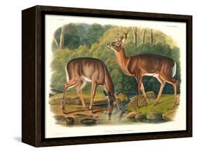 Cervus Virginianus (Common or Virginian Deer), Plate 136 from 'Quadrupeds of North America',…-John Woodhouse Audubon-Framed Premier Image Canvas