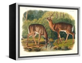 Cervus Virginianus (Common or Virginian Deer), Plate 136 from 'Quadrupeds of North America',…-John Woodhouse Audubon-Framed Premier Image Canvas