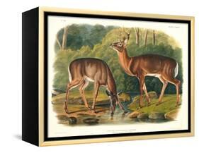 Cervus Virginianus (Common or Virginian Deer), Plate 136 from 'Quadrupeds of North America',…-John Woodhouse Audubon-Framed Premier Image Canvas