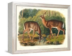 Cervus Virginianus (Common or Virginian Deer), Plate 136 from 'Quadrupeds of North America',…-John Woodhouse Audubon-Framed Premier Image Canvas