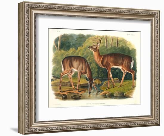 Cervus Virginianus (Common or Virginian Deer), Plate 136 from 'Quadrupeds of North America',…-John Woodhouse Audubon-Framed Giclee Print