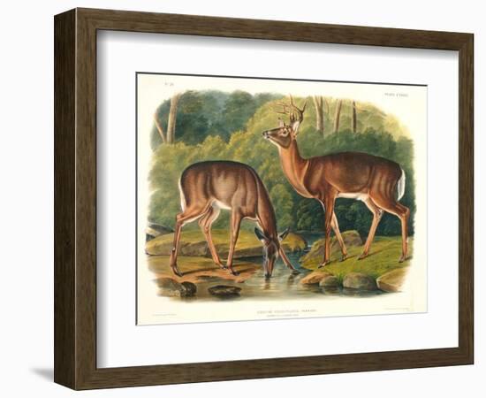 Cervus Virginianus (Common or Virginian Deer), Plate 136 from 'Quadrupeds of North America',…-John Woodhouse Audubon-Framed Giclee Print