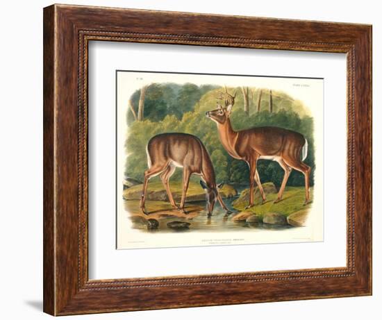 Cervus Virginianus (Common or Virginian Deer), Plate 136 from 'Quadrupeds of North America',…-John Woodhouse Audubon-Framed Giclee Print