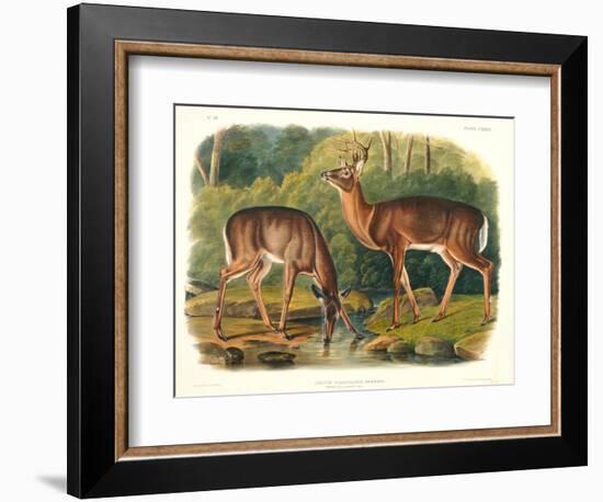 Cervus Virginianus (Common or Virginian Deer), Plate 136 from 'Quadrupeds of North America',…-John Woodhouse Audubon-Framed Giclee Print