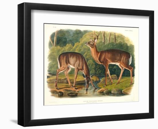 Cervus Virginianus (Common or Virginian Deer), Plate 136 from 'Quadrupeds of North America',…-John Woodhouse Audubon-Framed Giclee Print