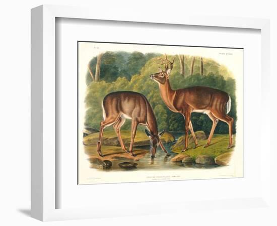 Cervus Virginianus (Common or Virginian Deer), Plate 136 from 'Quadrupeds of North America',…-John Woodhouse Audubon-Framed Giclee Print