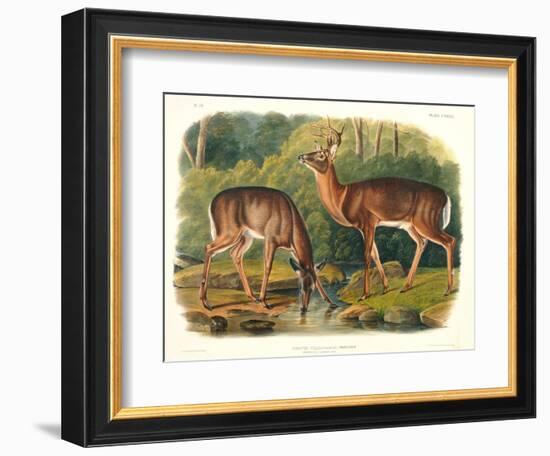 Cervus Virginianus (Common or Virginian Deer), Plate 136 from 'Quadrupeds of North America',…-John Woodhouse Audubon-Framed Giclee Print