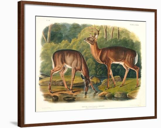 Cervus Virginianus (Common or Virginian Deer), Plate 136 from 'Quadrupeds of North America',…-John Woodhouse Audubon-Framed Giclee Print