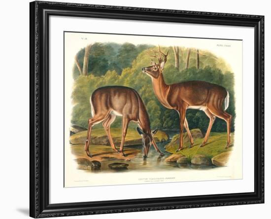 Cervus Virginianus (Common or Virginian Deer), Plate 136 from 'Quadrupeds of North America',…-John Woodhouse Audubon-Framed Giclee Print