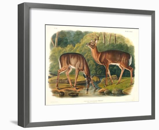 Cervus Virginianus (Common or Virginian Deer), Plate 136 from 'Quadrupeds of North America',…-John Woodhouse Audubon-Framed Giclee Print