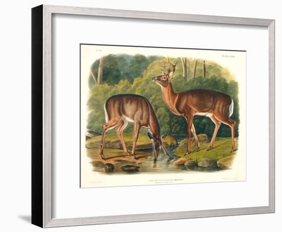 Cervus Virginianus (Common or Virginian Deer), Plate 136 from 'Quadrupeds of North America',…-John Woodhouse Audubon-Framed Giclee Print