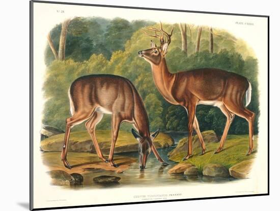 Cervus Virginianus (Common or Virginian Deer), Plate 136 from 'Quadrupeds of North America',…-John Woodhouse Audubon-Mounted Giclee Print