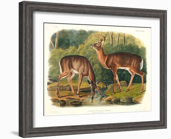 Cervus Virginianus (Common or Virginian Deer), Plate 136 from 'Quadrupeds of North America',…-John Woodhouse Audubon-Framed Premium Giclee Print