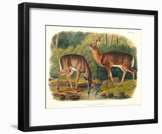 Cervus Virginianus (Common or Virginian Deer), Plate 136 from 'Quadrupeds of North America',…-John Woodhouse Audubon-Framed Premium Giclee Print