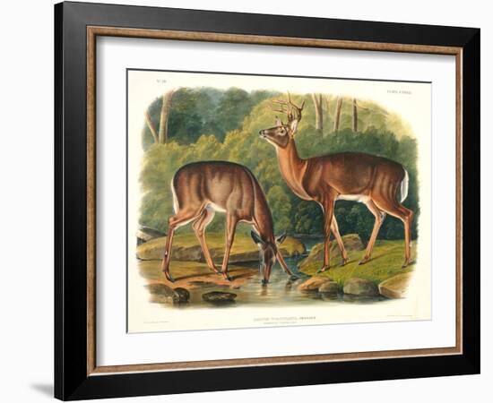 Cervus Virginianus (Common or Virginian Deer), Plate 136 from 'Quadrupeds of North America',…-John Woodhouse Audubon-Framed Premium Giclee Print