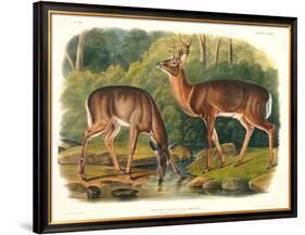 Cervus Virginianus (Common or Virginian Deer), Plate 136 from 'Quadrupeds of North America',…-John Woodhouse Audubon-Framed Giclee Print