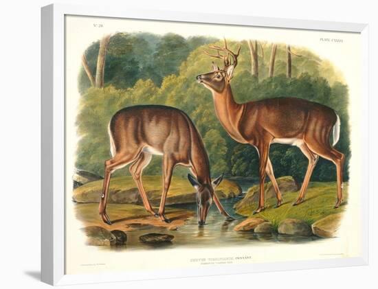 Cervus Virginianus (Common or Virginian Deer), Plate 136 from 'Quadrupeds of North America',…-John Woodhouse Audubon-Framed Giclee Print