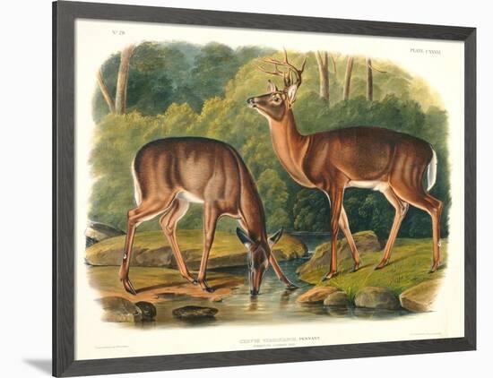 Cervus Virginianus (Common or Virginian Deer), Plate 136 from 'Quadrupeds of North America',…-John Woodhouse Audubon-Framed Giclee Print