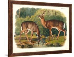 Cervus Virginianus (Common or Virginian Deer), Plate 136 from 'Quadrupeds of North America',…-John Woodhouse Audubon-Framed Giclee Print