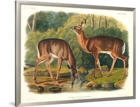 Cervus Virginianus (Common or Virginian Deer), Plate 136 from 'Quadrupeds of North America',…-John Woodhouse Audubon-Framed Giclee Print
